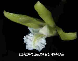 <b>Dendrobium bowmanii </b> 