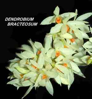 <b>Dendrobium bracteosum </b> 