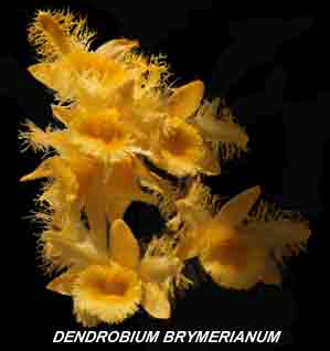 <b>Dendrobium brymerianum </b> 