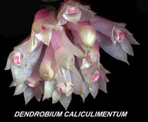 <b>Dendrobium caliculimentum </b> 