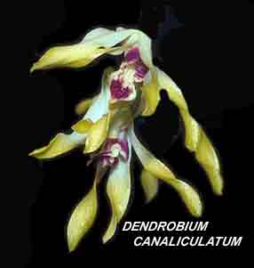 <b>Dendrobium canaliculatum </b> 