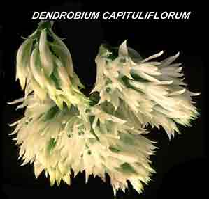 <b>Dendrobium capituliflorum </b> 