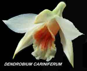 <b>Dendrobium cariniferum </b> 