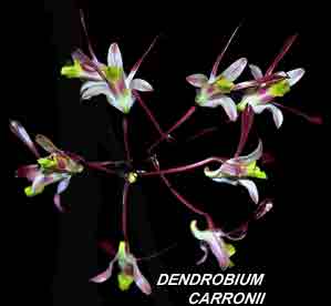 <b>Dendrobium carronii </b> 