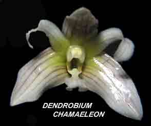 <b>Dendrobium chamaeleon </b> 