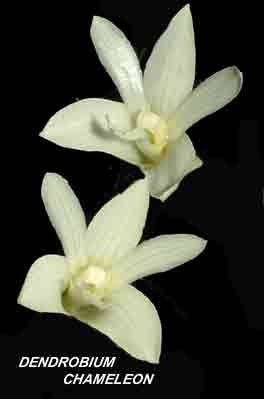 <b>Dendrobium chameleon </b> 