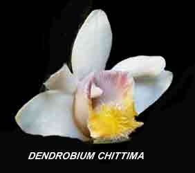 <b>Dendrobium chittima </b> 