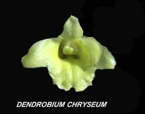 <b>Dendrobium chryseum </b> 