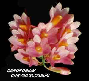 <b>Dendrobium chrysoglossum </b> 