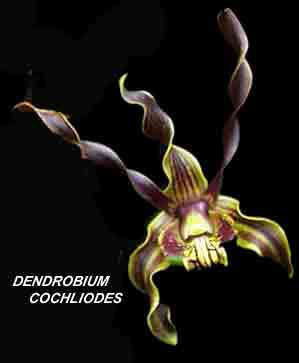 <b>Dendrobium cochliodes </b> 