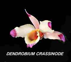 <b>Dendrobium crassinode </b> 