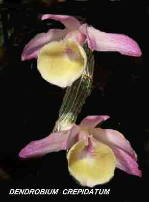 <b>Dendrobium crepidatum </b> 