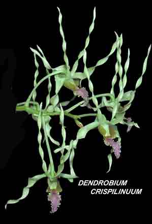 <b>Dendrobium crispilinguum </b> 