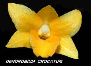 <b>Dendrobium crocatum </b> 