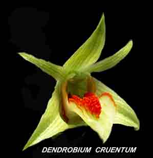 <b>Dendrobium cruentum </b> 