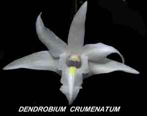 <b>Dendrobium crumenatum </b> 