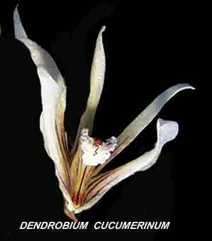 <b>Dendrobium cucumerinum </b> 