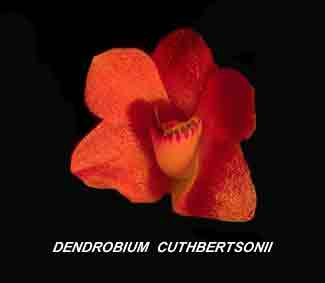 <b>Dendrobium cuthbertsonii </b> 