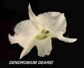 <b>Dendrobium dearei </b> 