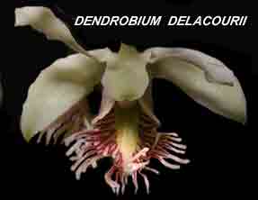 <b>Dendrobium delacourii </b> 