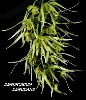 <b>Dendrobium denudans </b> 