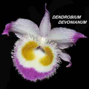 <b>Dendrobium devonianum </b> 