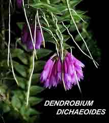 <b>Dendrobium dichaeoides </b> 