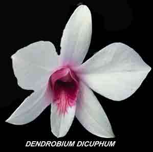 <b>Dendrobium dicuphum </b> 