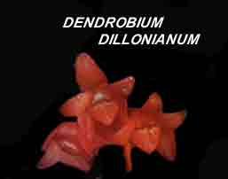 <b>Dendrobium dillonianum </b> 