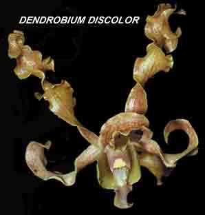 <b>Dendrobium discolor </b> 