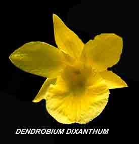 <b>Dendrobium dixanthum </b> 