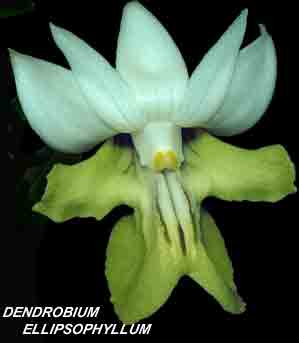 <b>Dendrobium ellipsophyllum </b> 