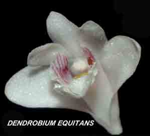 <b>Dendrobium equitans </b> 