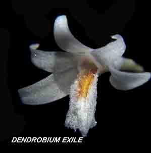 <b>Dendrobium exile </b> 