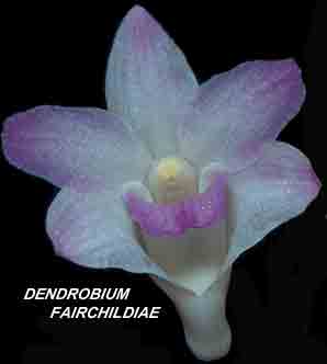 <b>Dendrobium fairchildiae </b> 