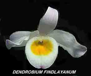 <b>Dendrobium findlayanum </b> 