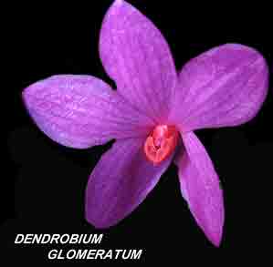 <b>Dendrobium glomeratum </b> 