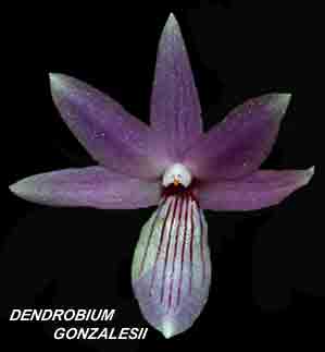 <b>Dendrobium gonzalesii </b> 