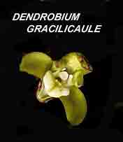 <b>Dendrobium gracilicaule </b> 