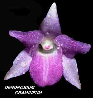 <b>Dendrobium gramineum </b> 