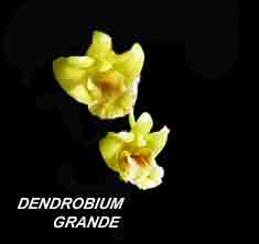 <b>Dendrobium grande </b> 