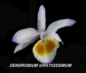 <b>Dendrobium gratiossimum </b> 