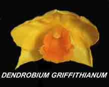 <b>Dendrobium griffithianum </b> 