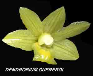 <b>Dendrobium guereroi </b> 