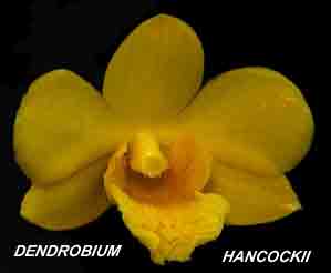 <b>Dendrobium hancockii </b> 