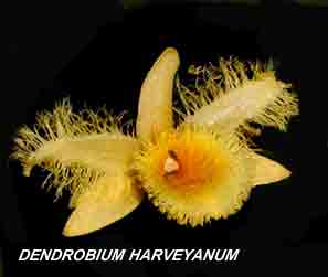 <b>Dendrobium harveyanum </b> 