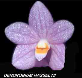 <b>Dendrobium hasseltii </b> 