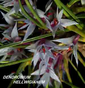 <b>Dendrobium hellwigianum </b> 