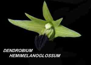 <b>Dendrobium hemimelanoglossum </b> 