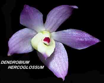 <b>Dendrobium hercoglossum </b> 